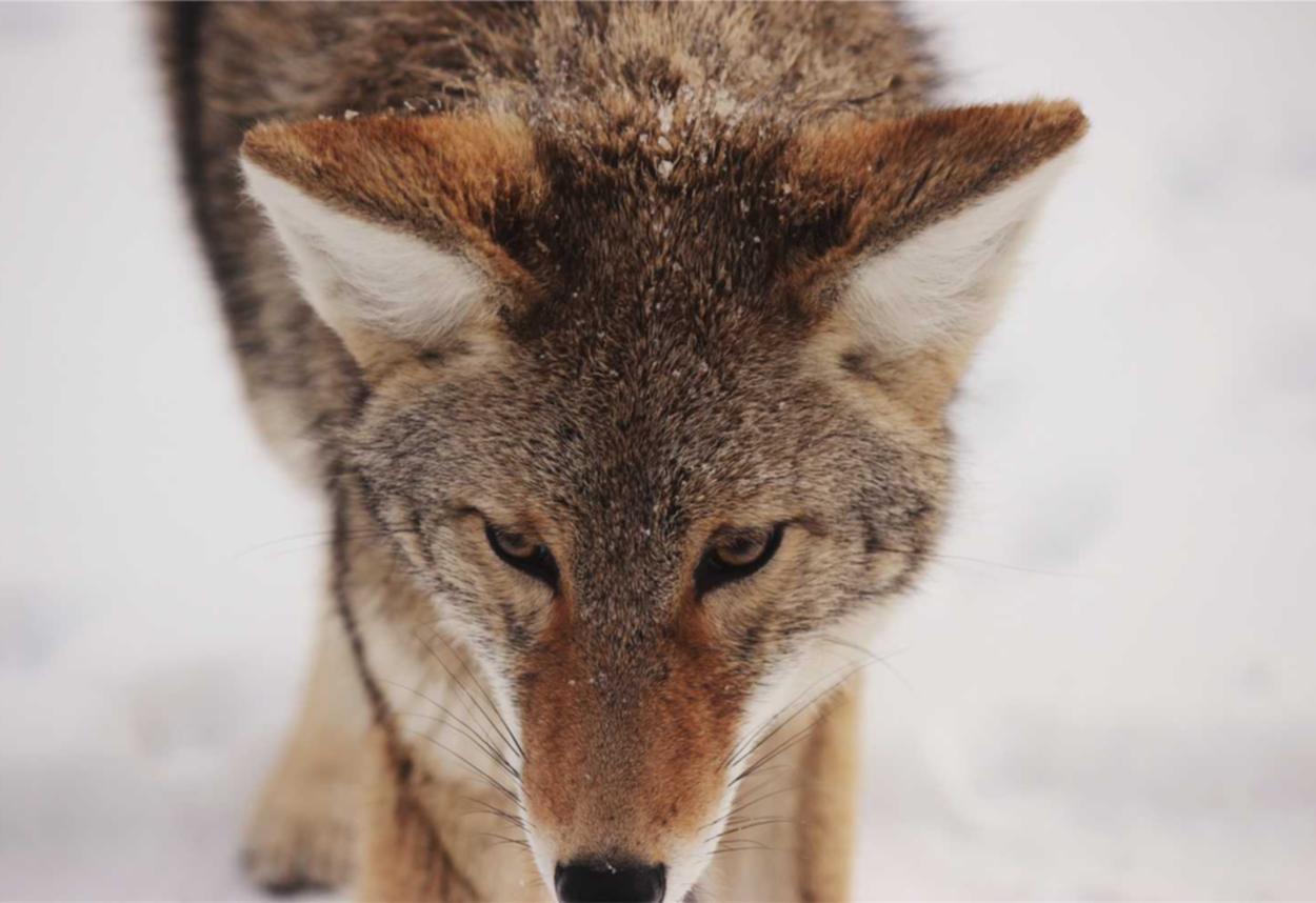 蛮荒志异:起源:彩29APP详情下载教程